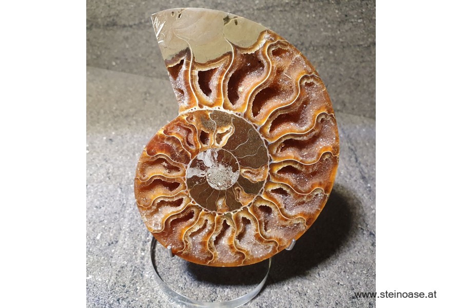 Ammonite Nr.1 - rechts